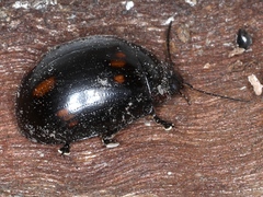 Paropsisterna octosignata