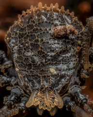 Dendrolasma mirabile