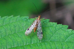 Panorpa submaculosa