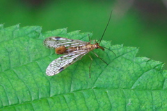 Panorpa submaculosa
