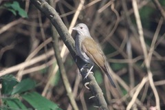 Turdus leucomelas