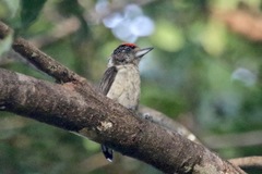 Picumnus spilogaster