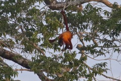 Alouatta macconnelli