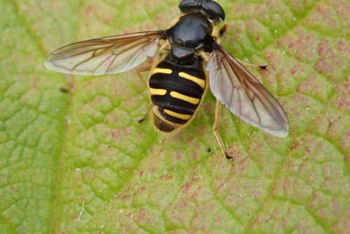 Western Pond Fly