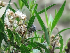 Lampetis dilaticollis