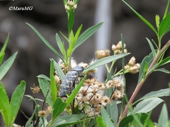 Lampetis dilaticollis