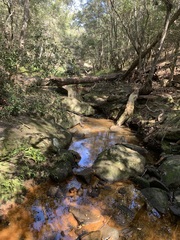 Plectorrhiza tridentata