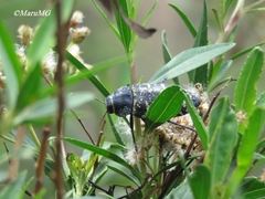 Lampetis dilaticollis