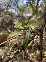 Plectorrhiza tridentata