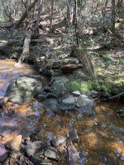 Plectorrhiza tridentata