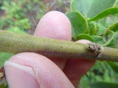 Desmodium viridiflorum