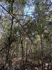 Plectorrhiza tridentata