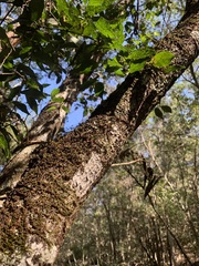 Plectorrhiza tridentata