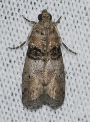 Tlascala reductella
