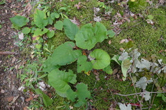Eurybia macrophylla
