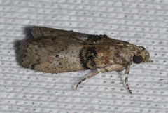 Tlascala reductella