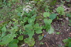 Eurybia macrophylla