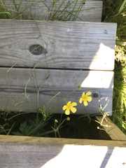 Ranunculus acris acris