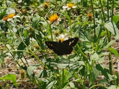 Seseria formosana