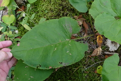 Eurybia macrophylla