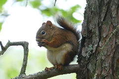Tamiasciurus hudsonicus