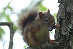 Tamiasciurus hudsonicus