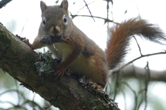Tamiasciurus hudsonicus
