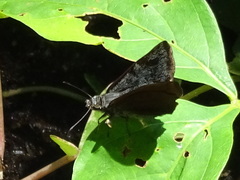 Antigonus erosus