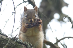 Tamiasciurus hudsonicus