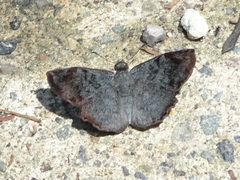 Antigonus erosus