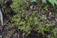 Hylocomium splendens