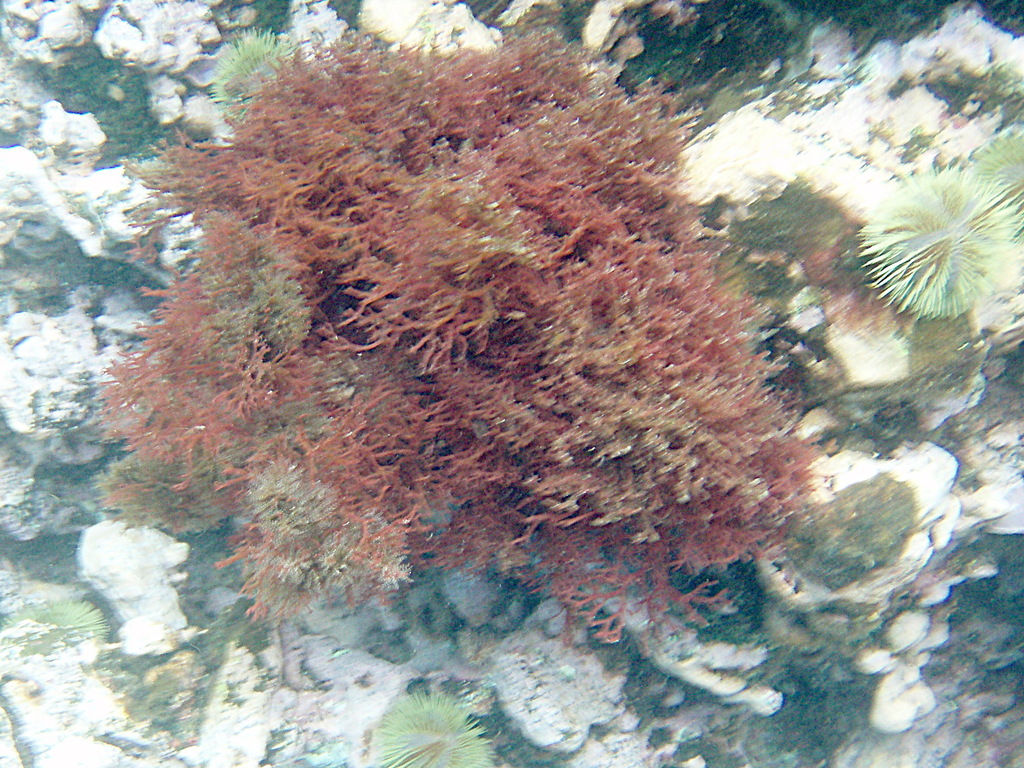 Ochtodes crockeri