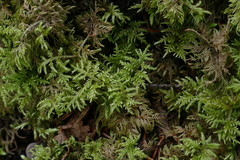 Hylocomium splendens