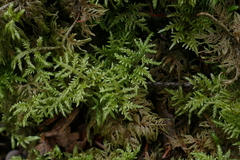 Hylocomium splendens