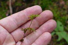Hylocomium splendens