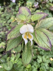 Impatiens scabrida