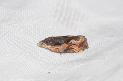 Olethreutes nigranum