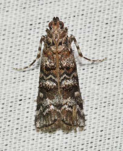 Zimmerman Pine Moth photo 2