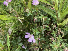 Geranium hayatanum