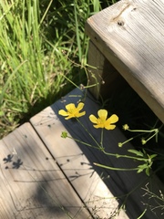 Ranunculus acris acris