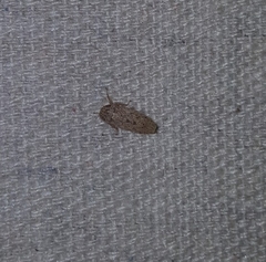 Curtara insularis