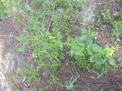 Desmodium viridiflorum