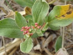 Polygonum sericeum