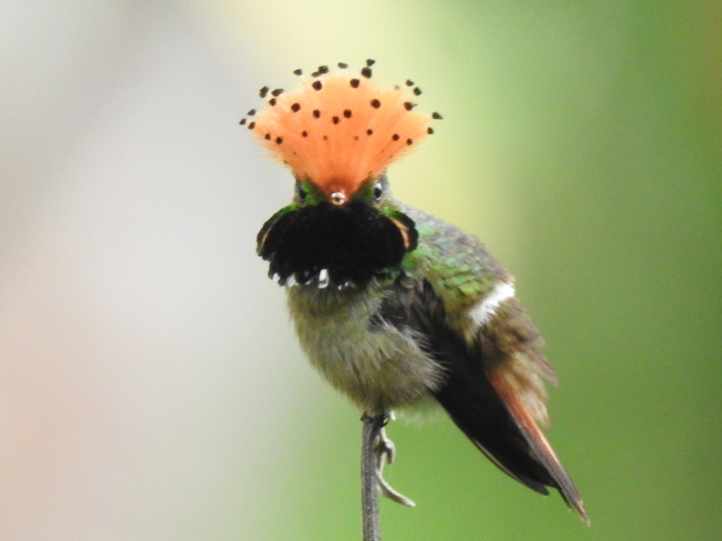 Lophornis