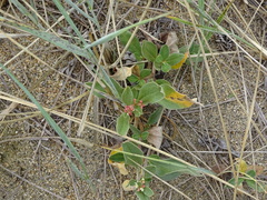 Polygonum sericeum