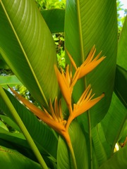 Heliconia psittacorum × spathocircinata