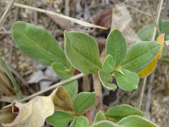 Polygonum sericeum