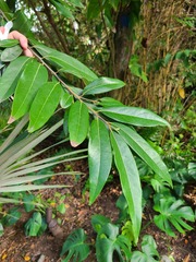 Nectandra coriacea