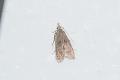 Dichomeris punctipennella