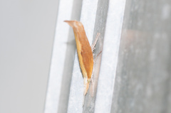 Ypsolopha dentiferella